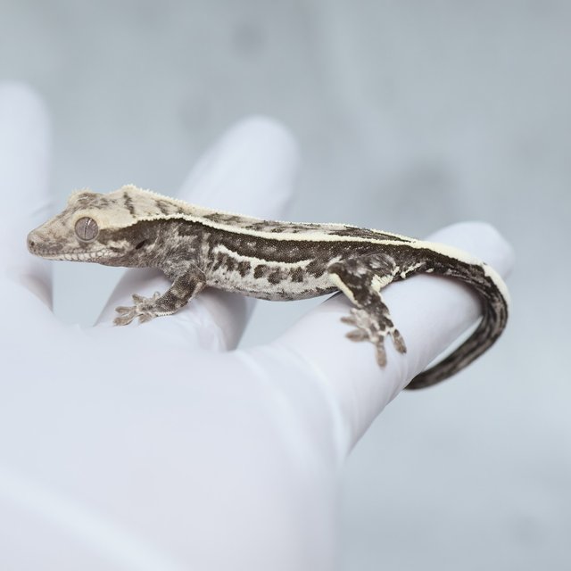 Axanthic