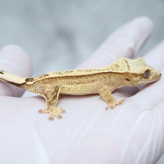 Drippy 100% Het Axanthic
