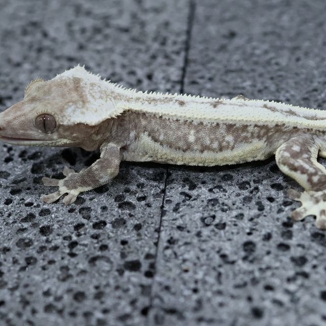 릴잔틱