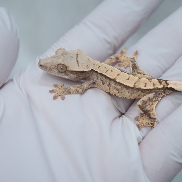 100% Het Axanthic Drippy White Spot