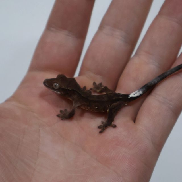 다크 블랙 챠콜