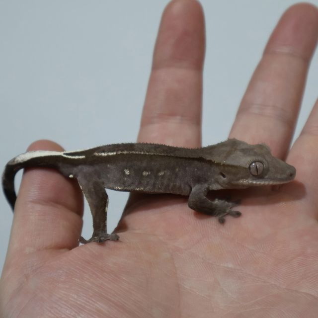 아잔틱