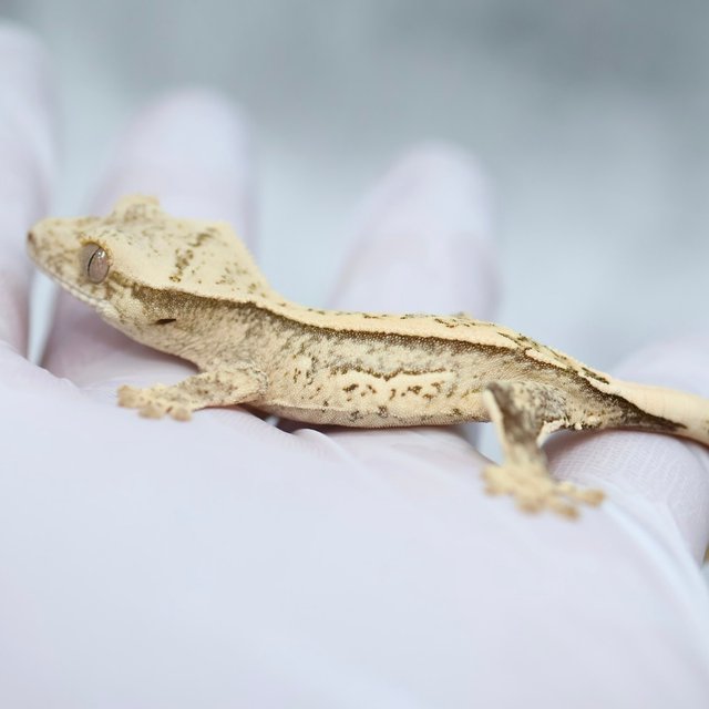 Drippy 100% Het Axanthic