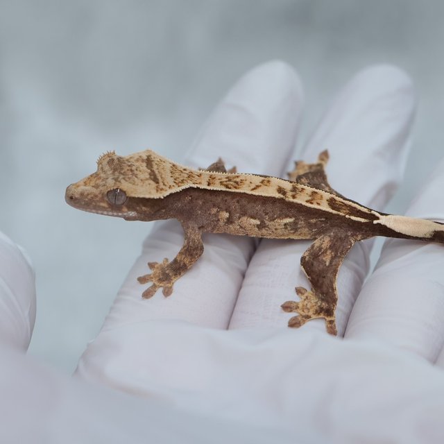 Tri 100% Het Axanthic
