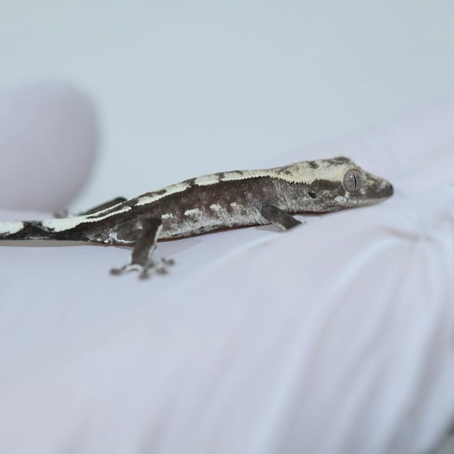 아잔틱
