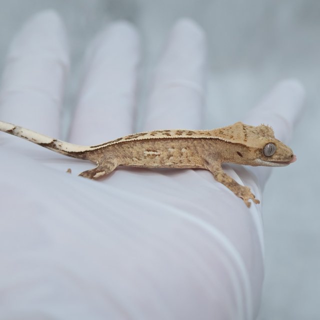 Full Pinstripe Quad 100% Het Axanthic