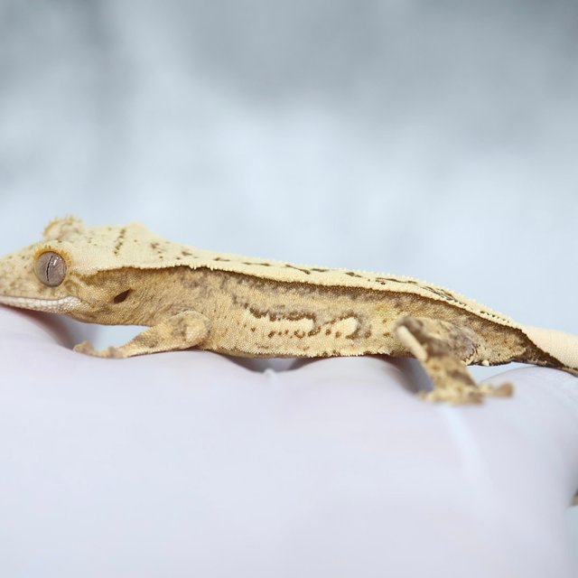 Drippy 100% Het Axanthic