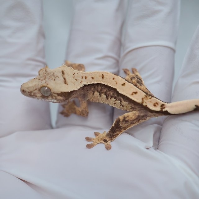 Drippy White Spot 100% Het Axanthic