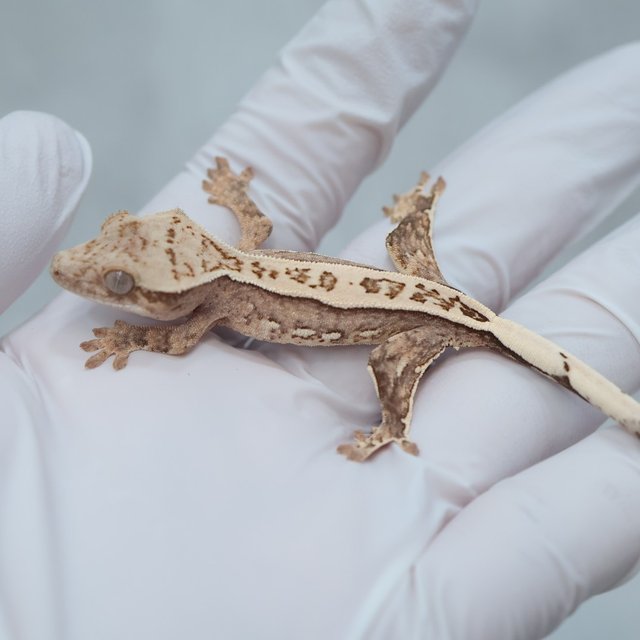 Full Pinstripe Quad 100% Het Axanthic