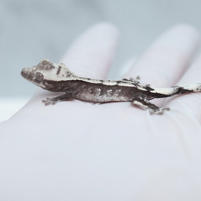 Axanthic