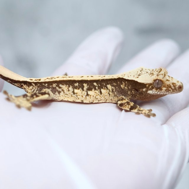 Super Stripe 100% Het Axanthic