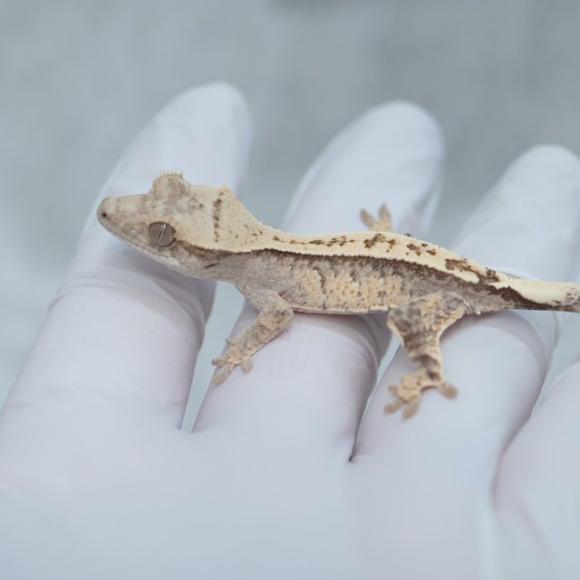 Drippy White Spot 100% Het Axanthic