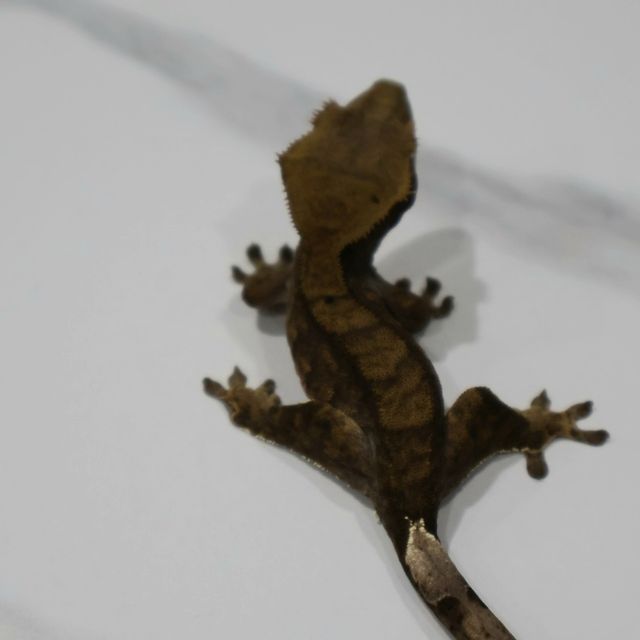 블랙 챠콜
