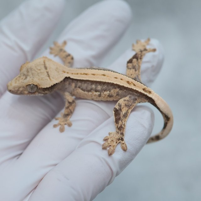 Full Pinstripe Quad 100% Het Axanthic