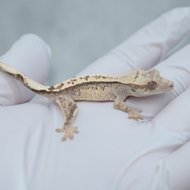 Drippy White Spot 100% Het Axanthic