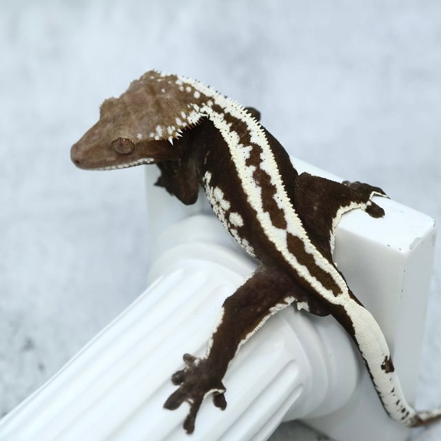 Super Stripe Axanthic