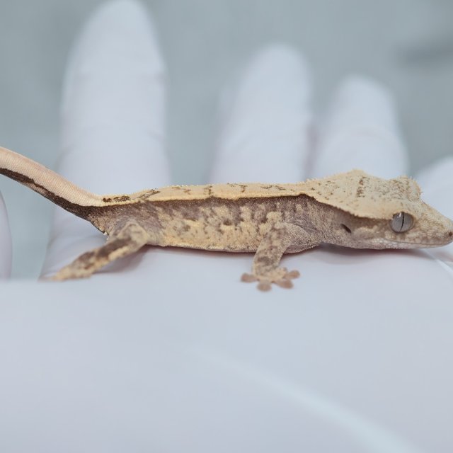 Drippy White Spot 100% Het Axanthic