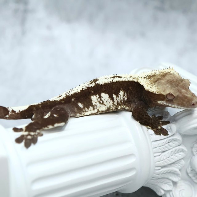Drippy Axanthic