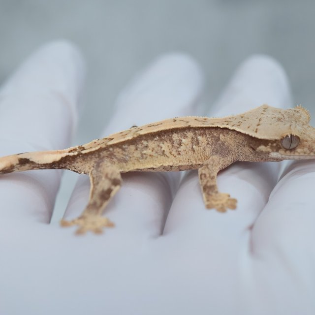 Drippy White Spot 100% Het Axanthic