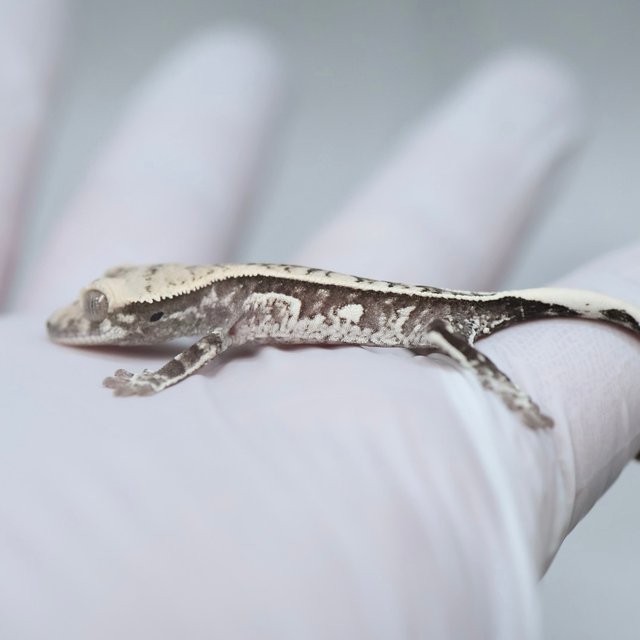 Axanthic