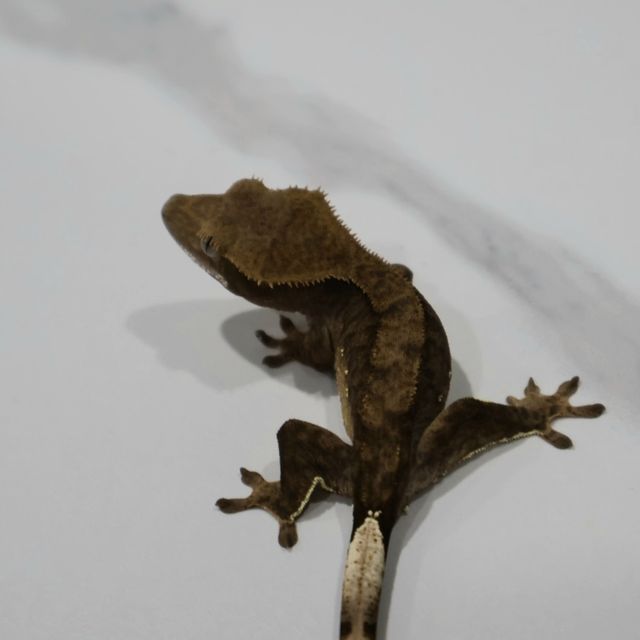 블랙 챠콜