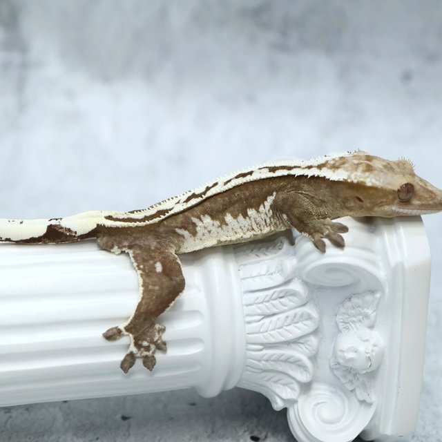 Super Stripe Axanthic