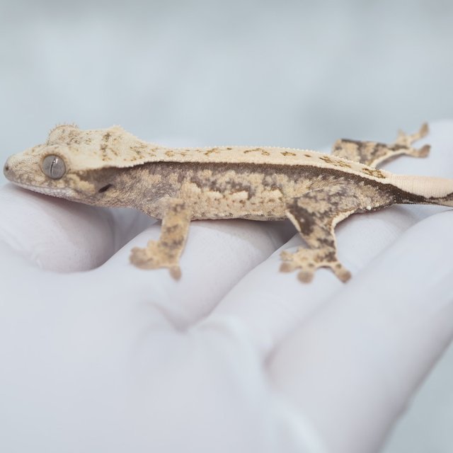 Full Pinstripe Quad 100% Het Axanthic