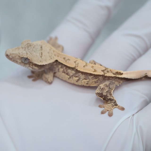 Drippy White Spot 100% Het Axanthic