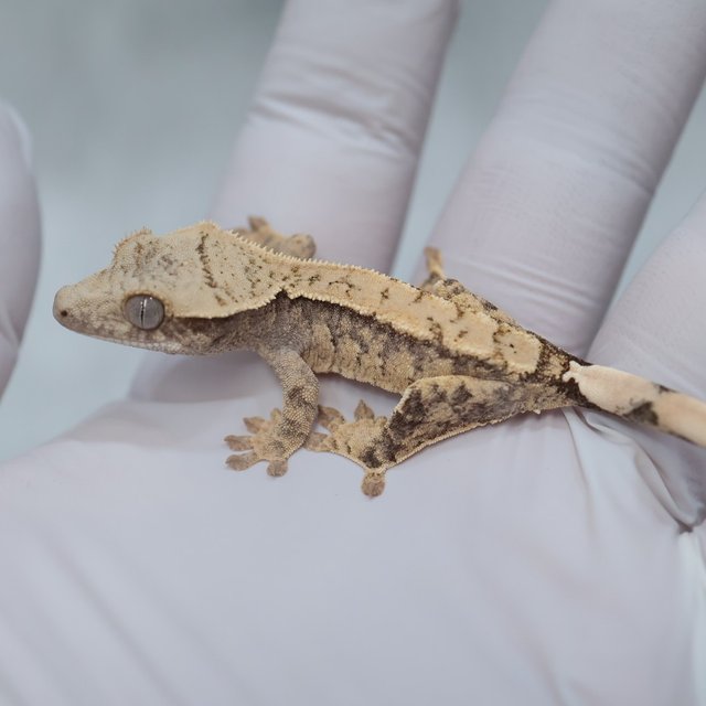 Drippy White Spot 100% Het Axanthic