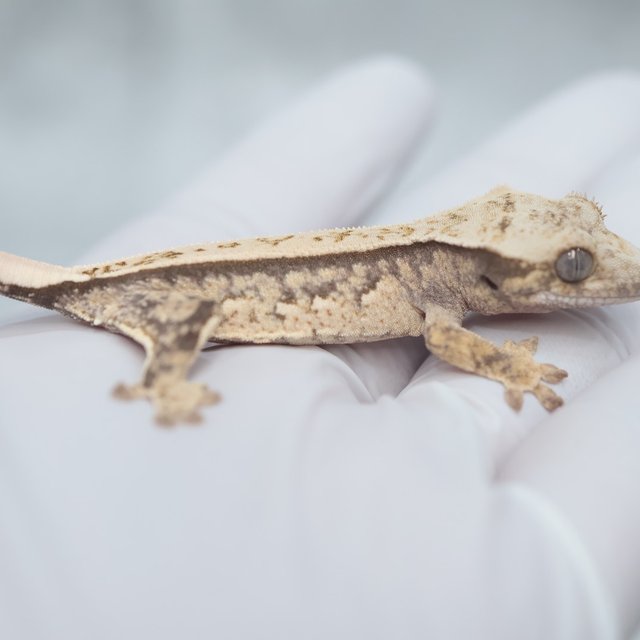 Full Pinstripe Quad 100% Het Axanthic
