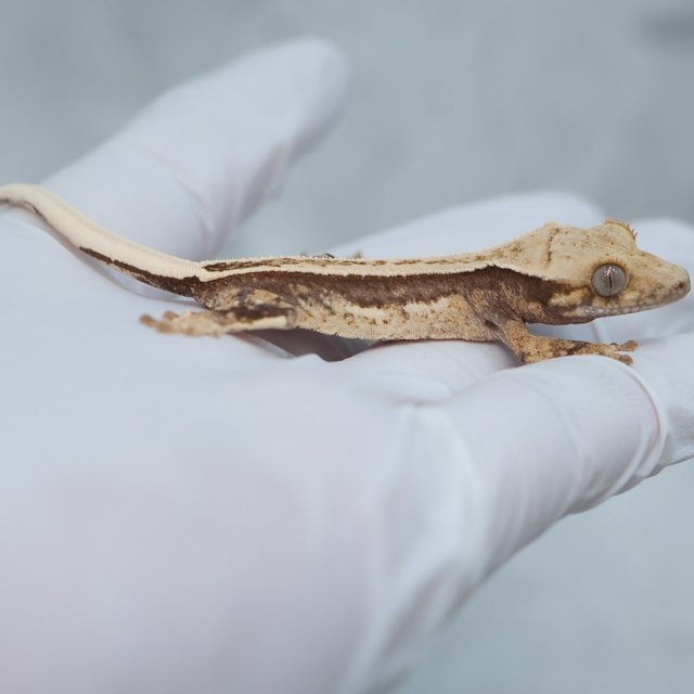 100% Het Axanthic Quad Full Pinstripe