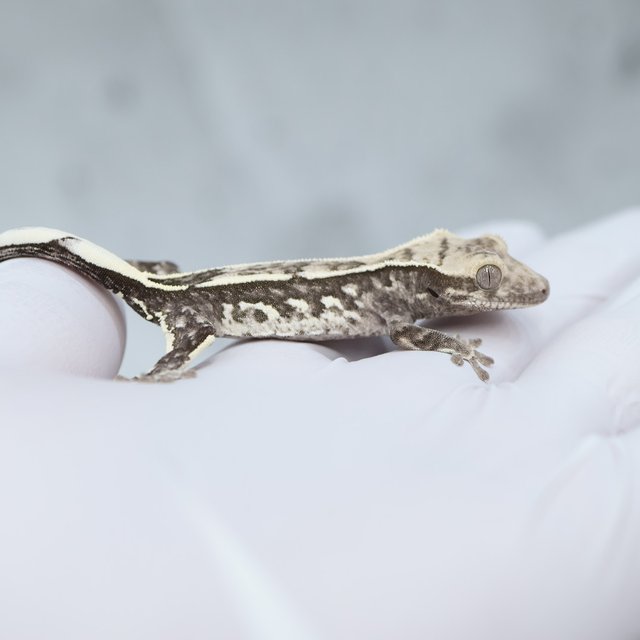 Axanthic