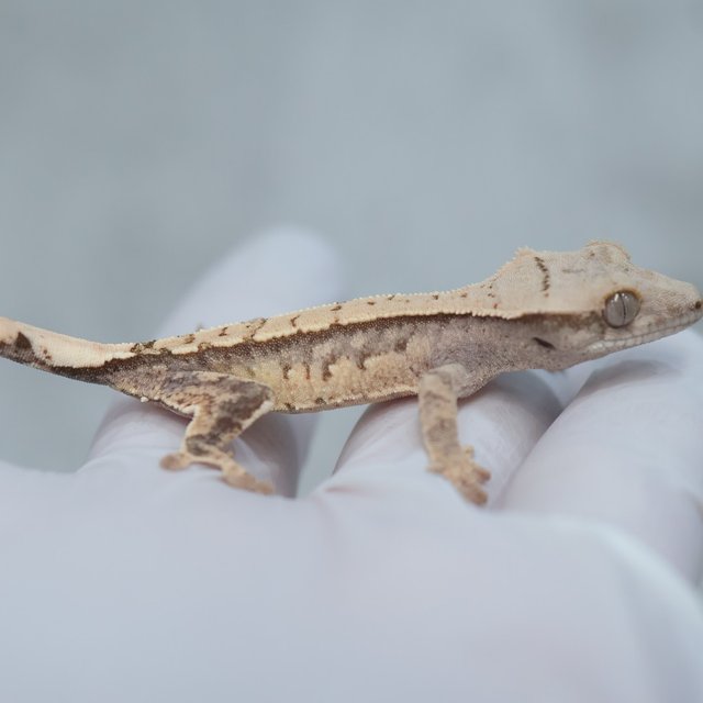 100% Het Axanthic Drippy White Spot