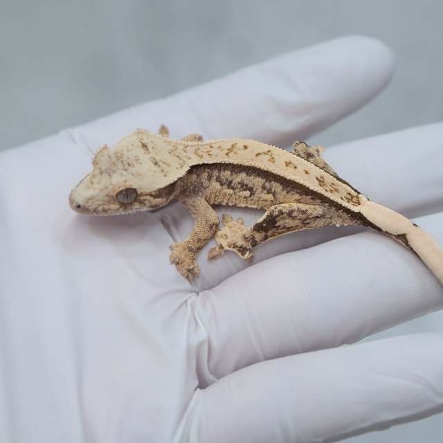 100% Het Axanthic Quad Full Pinstripe