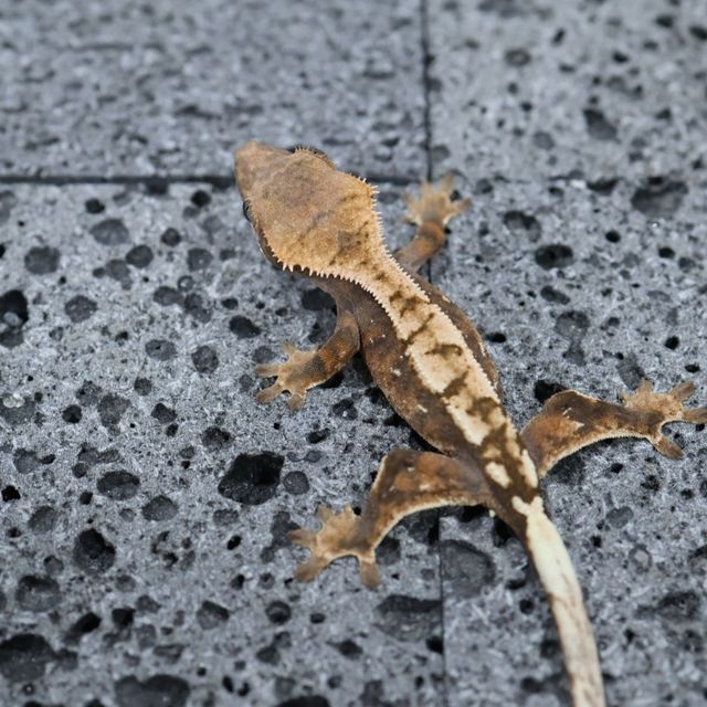세이블
