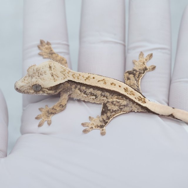 Full Pinstripe Quad 100% Het Axanthic