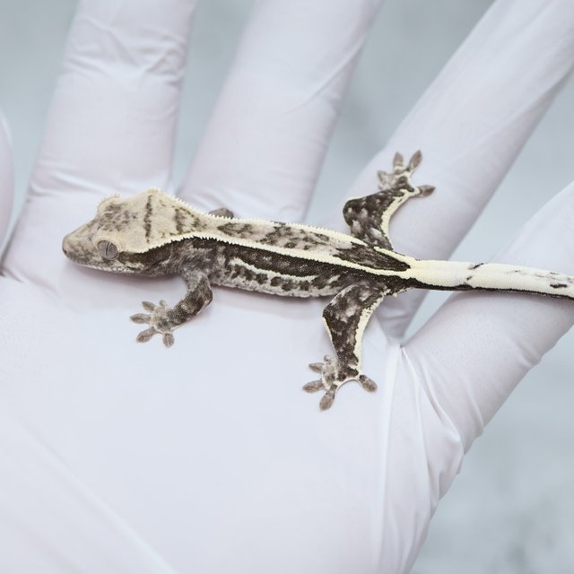 Axanthic