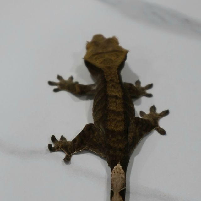 블랙 챠콜