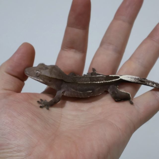 아잔틱