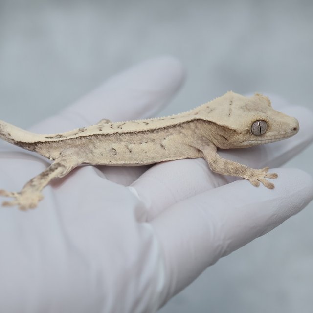 100% Het Axanthic Drippy