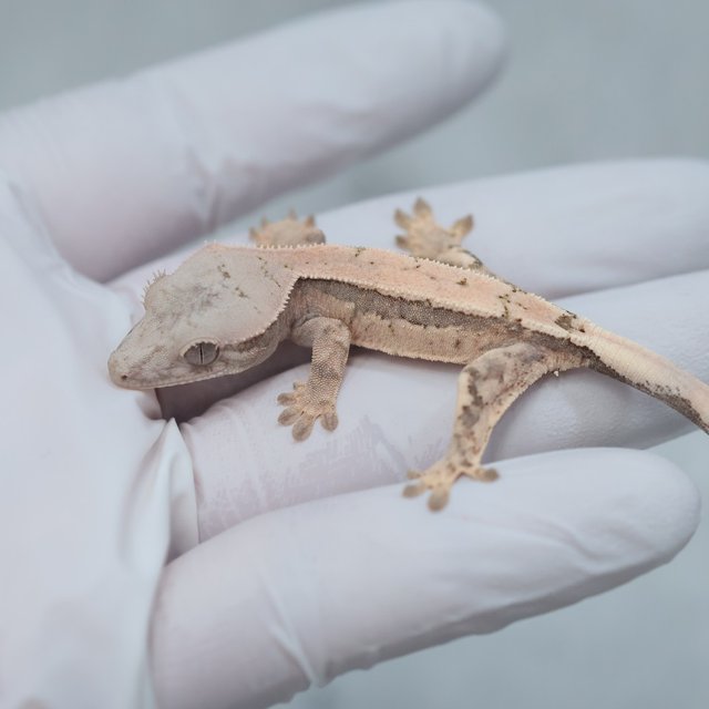Sable 100% Het Axanthic