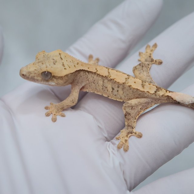 Drippy White Spot 100% Het Axanthic