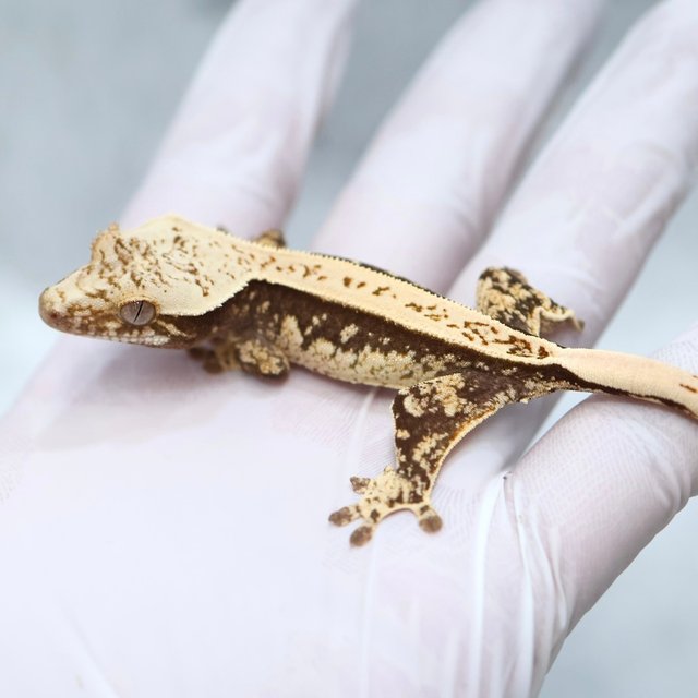 Super Stripe 100% Het Axanthic