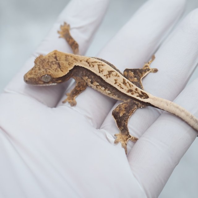 Full Pinstripe Quad 100% Het Axanthic