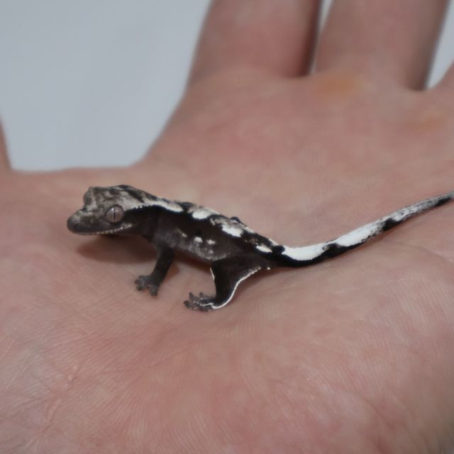 아잔틱