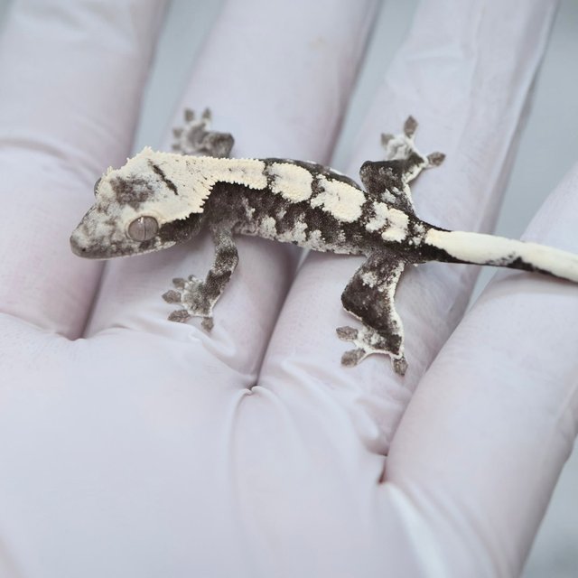 Axanthic