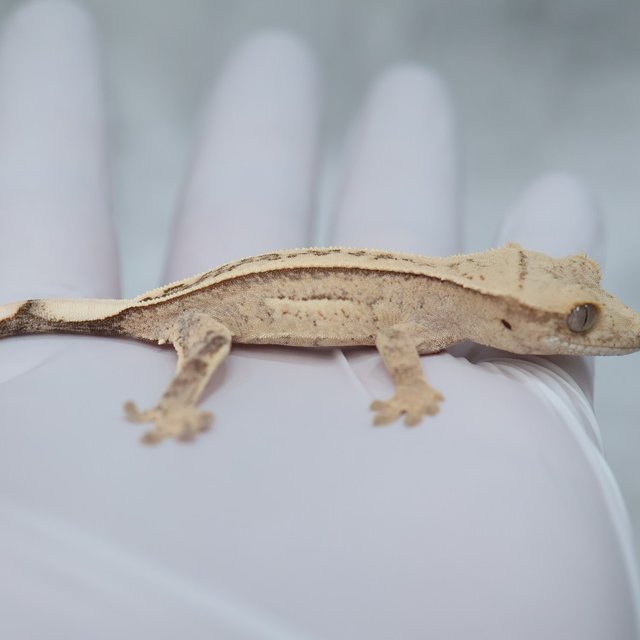 Full Pinstripe 100% Het Axanthic Quad