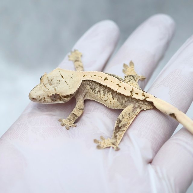 Drippy 100% Het Axanthic