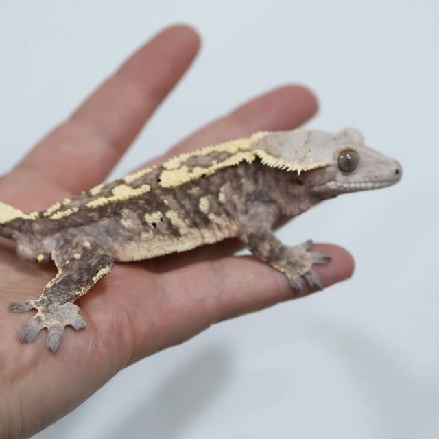 트라이 세이블