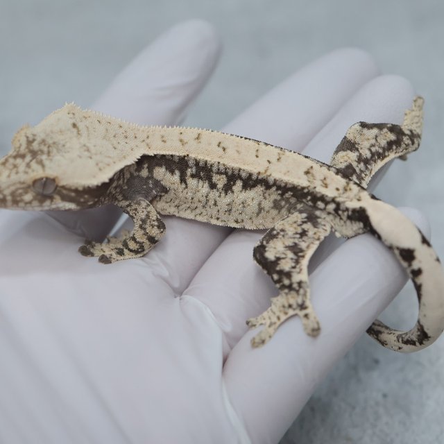 100% Het Axanthic Drippy